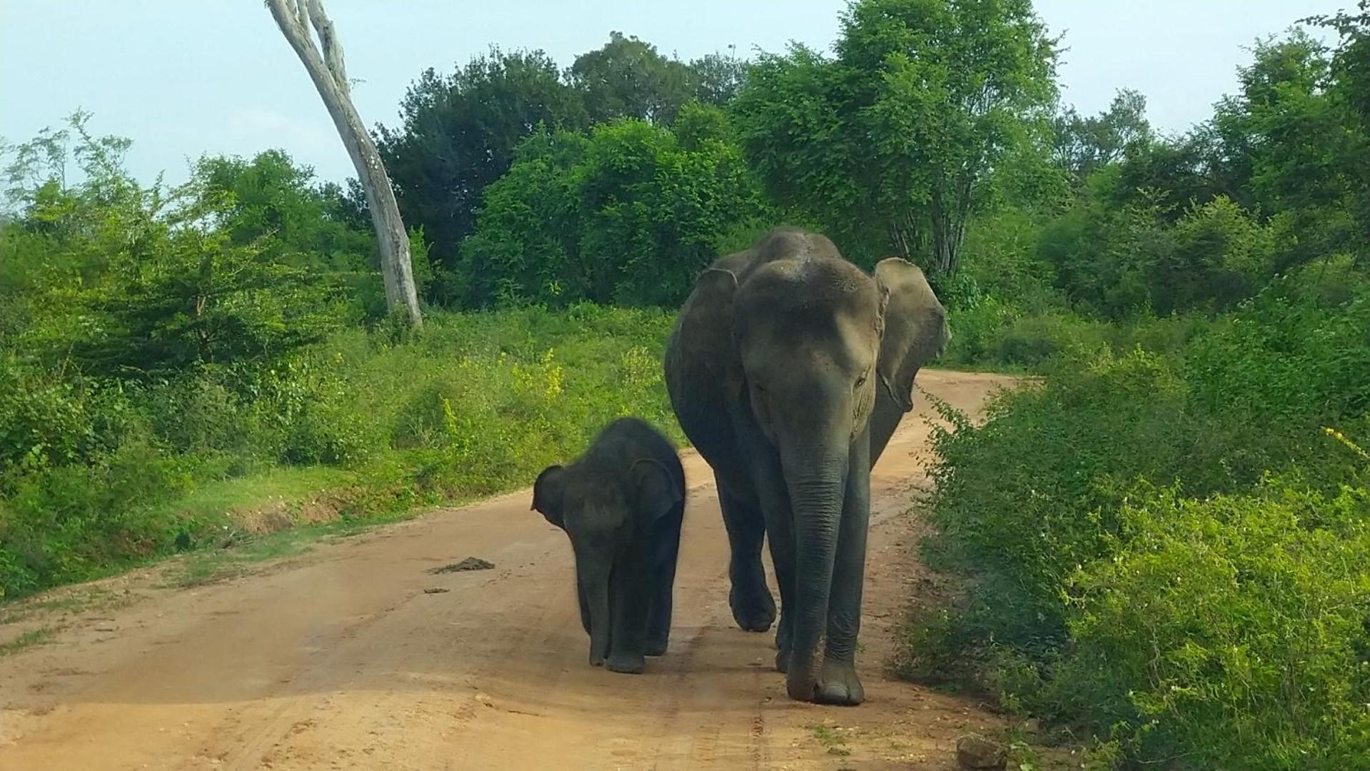 Udawalawa Safari Resort Udawalawe Kültér fotó