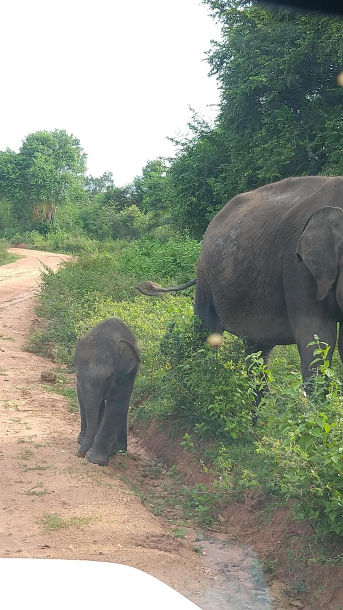 Udawalawa Safari Resort Udawalawe Kültér fotó