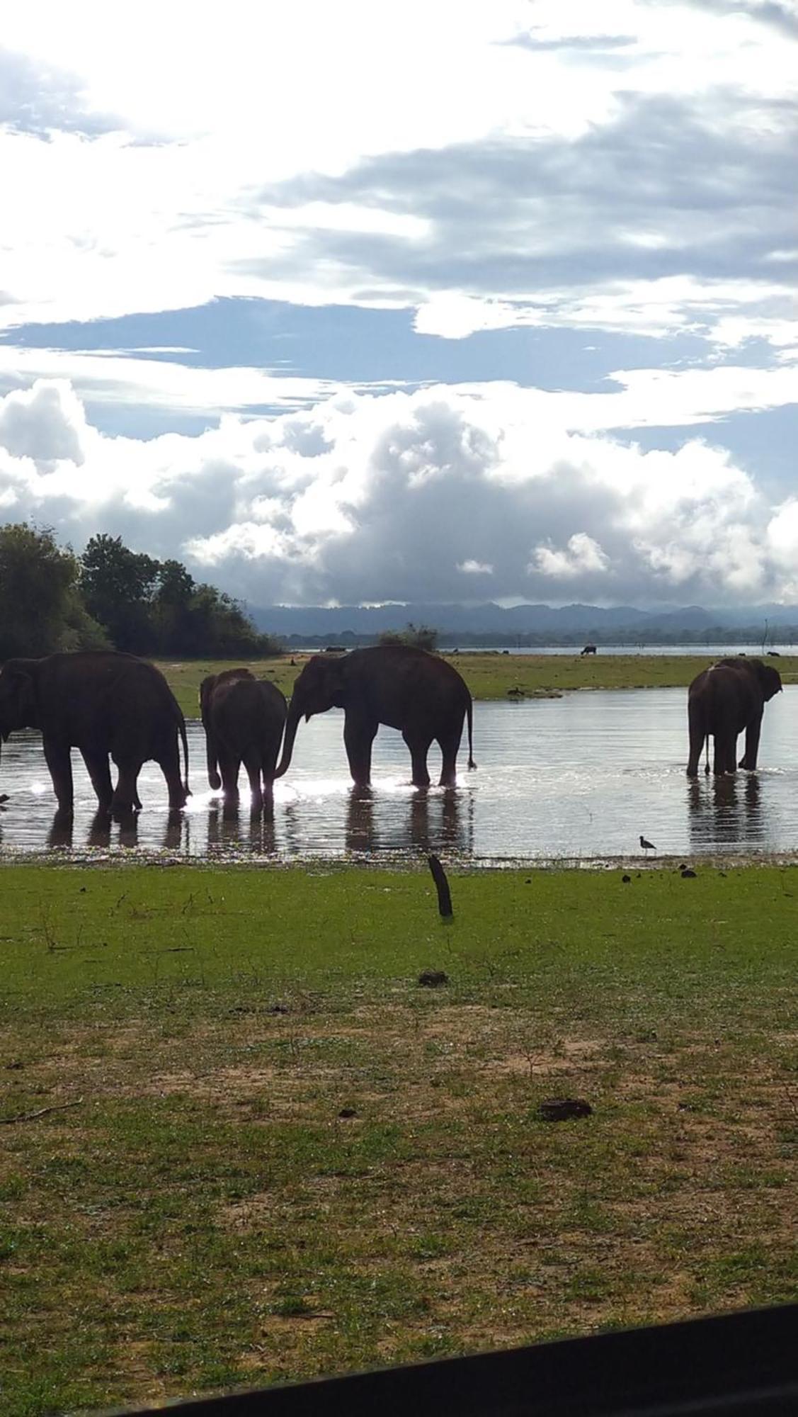 Udawalawa Safari Resort Udawalawe Kültér fotó
