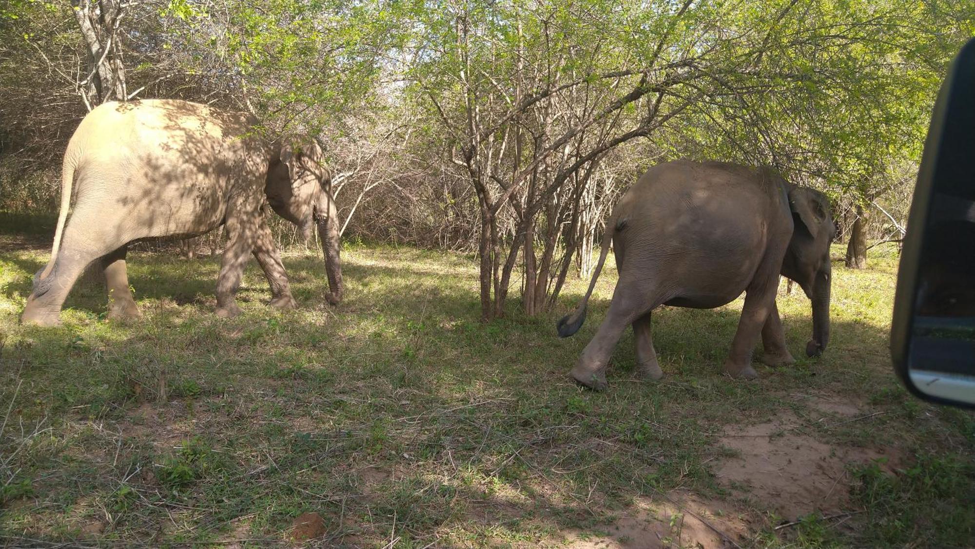 Udawalawa Safari Resort Udawalawe Kültér fotó
