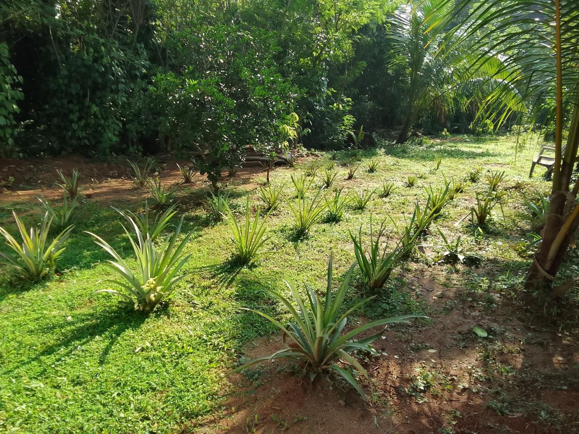 Udawalawa Safari Resort Udawalawe Kültér fotó