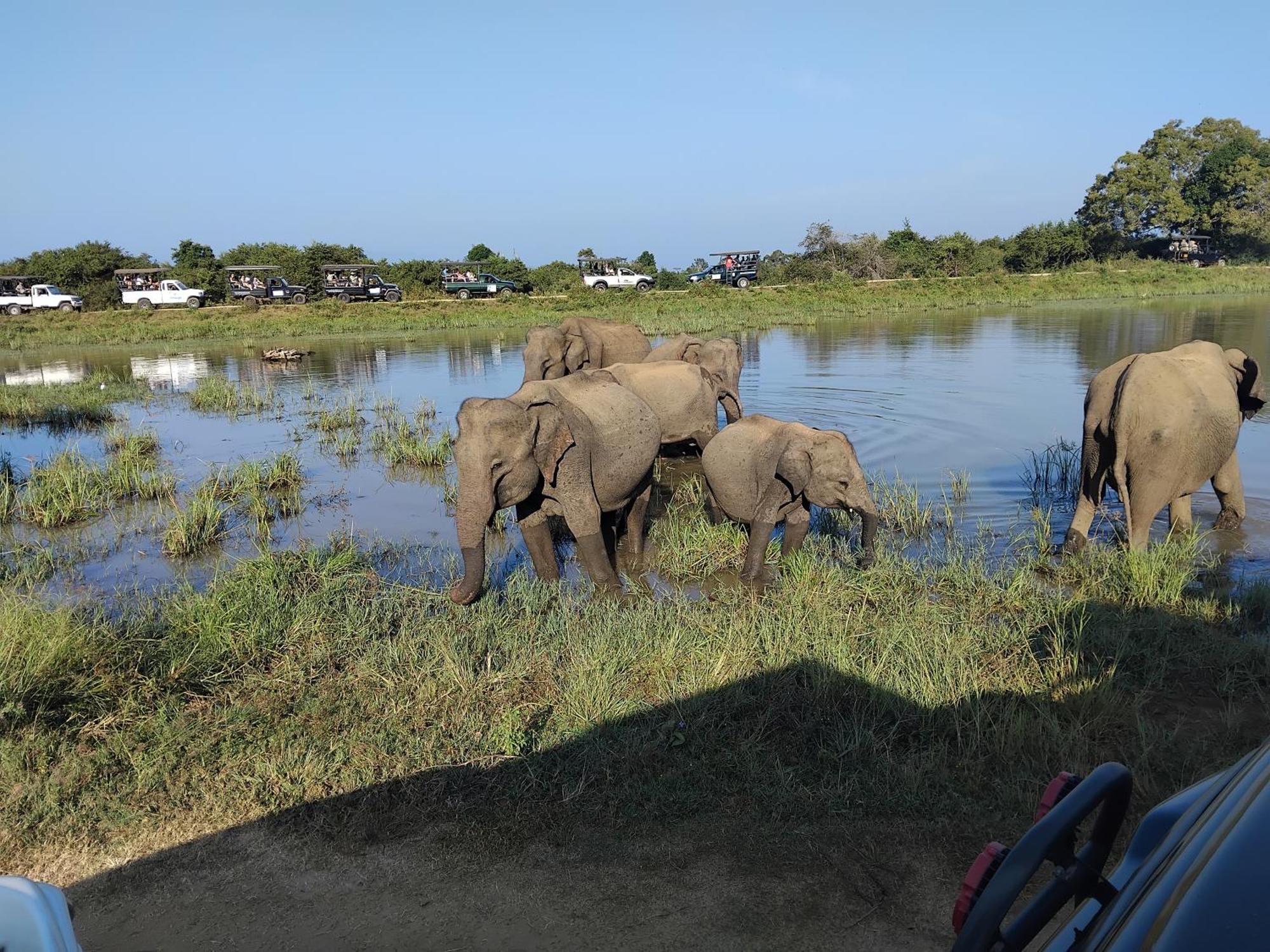 Udawalawa Safari Resort Udawalawe Kültér fotó