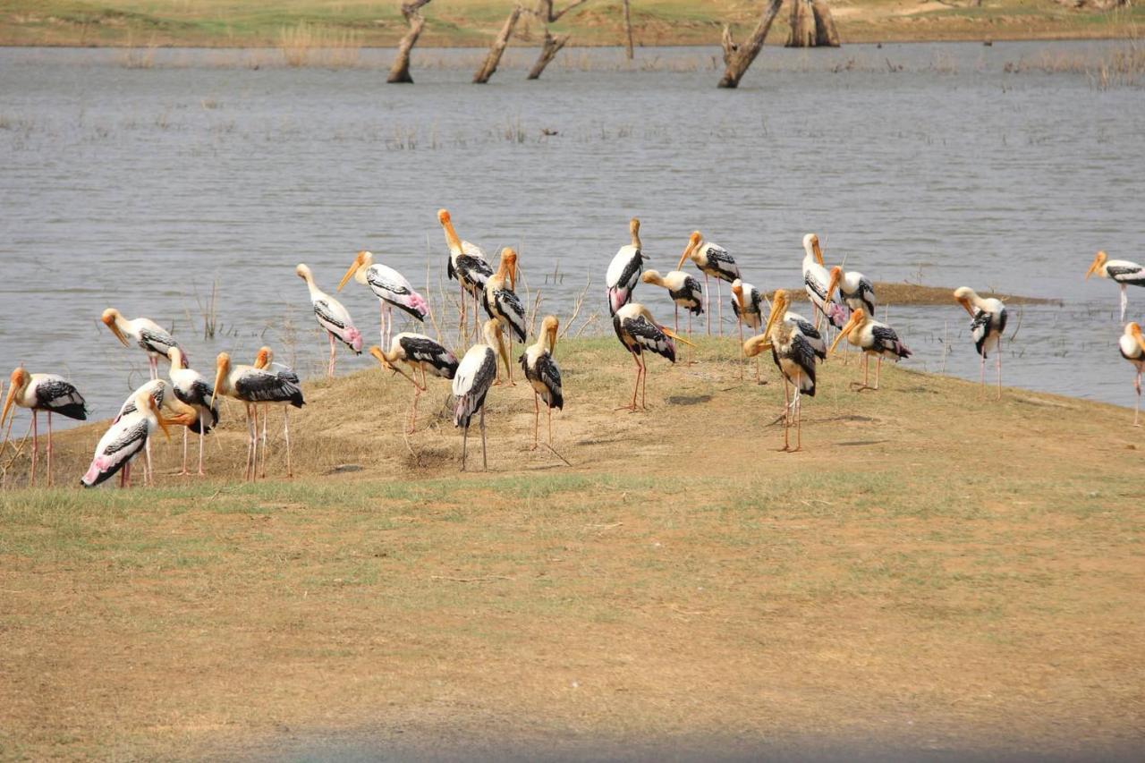 Udawalawa Safari Resort Udawalawe Kültér fotó